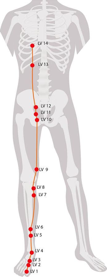 liver meridian chart